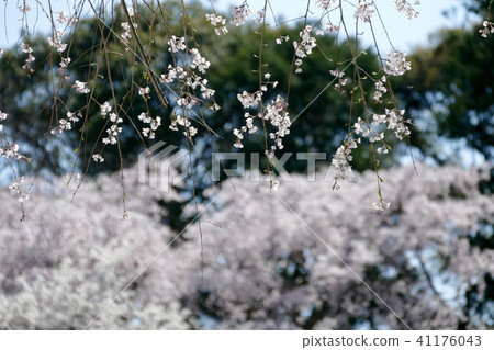 Mint morning sakura walk through Mint morning sakura walk through 41176043