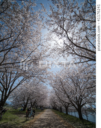 卡拉科的櫻花·Key遺址公園 41176241