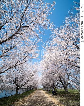 Cherry blossoms at Karako · Key remains ruins park Cherry blossoms at Karako · Key remains ruins park 41176243