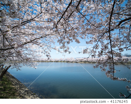Cherry blossoms at Karako · Key remains ruins park Cherry blossoms at Karako · Key remains ruins park 41176245