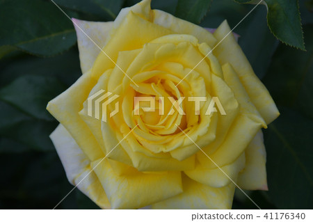 Roses Roses 41176340
