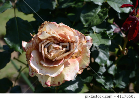 Even if it dies it is a rose Even if it dies it is a rose 41176503
