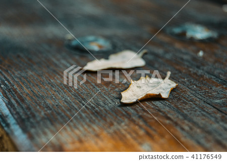 dried leaves on top of wood 41176549