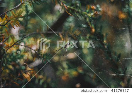 a spider among bushes in its cobweb 41176557