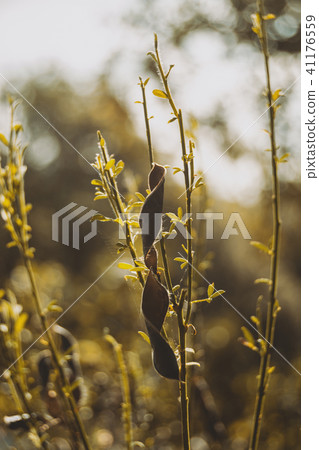 leaves and fruit of cistus outdoors leaves and fruit of cistus outdoors 41176559