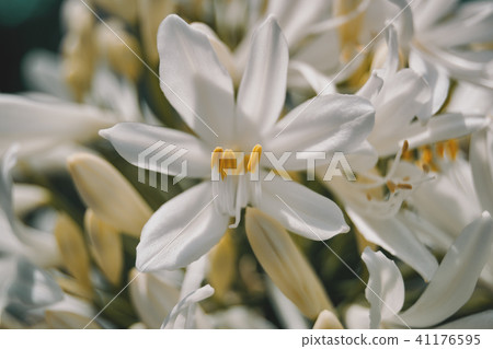white flower with yellow stamens white flower with yellow stamens 41176595