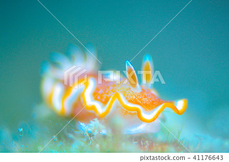 焦糖海牛 焦糖海牛 41176643