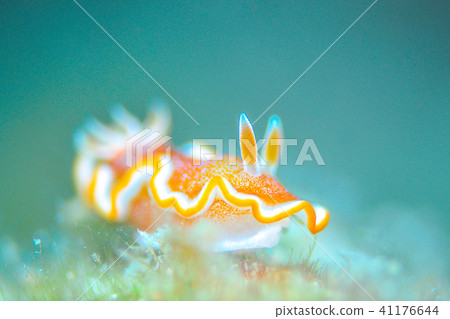 Caramel sea cow 41176644