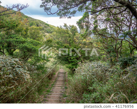 [Izu] Plateau scenery in early summer [Around Izuyama Ridge Sidewalk, Mt. Daruma] 41176956