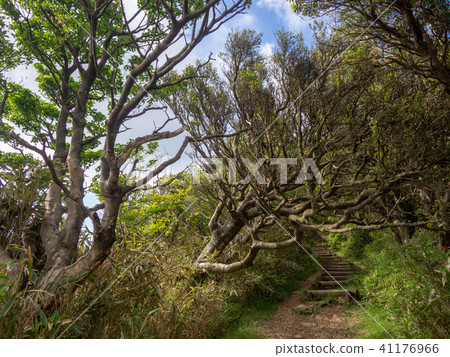 [Izu] Plateau scenery in early summer [Around Izuyama Ridge Sidewalk, Mt. Daruma] 41176966