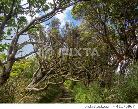 [Izu] Plateau scenery in early summer [Around Izuyama Ridge Sidewalk, Mt. Daruma] 41176967