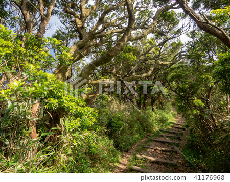 [Izu] Plateau scenery in early summer [Around Izuyama Ridge Sidewalk, Mt. Daruma] 41176968