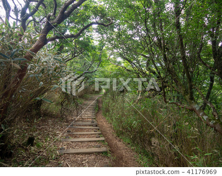[Izu] Plateau scenery in early summer [Around Izuyama Ridge Sidewalk, Mt. Daruma] 41176969