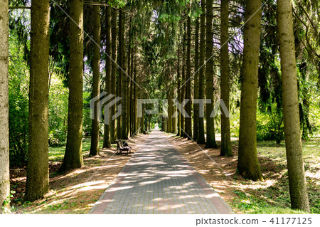 Alley of spruce in the park in summer 41177125