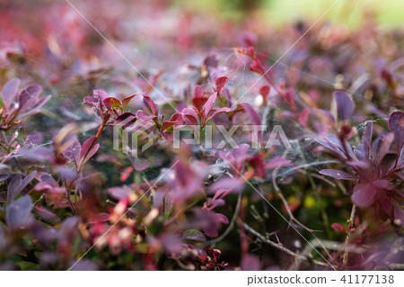Spider web on bushes in the park 41177138
