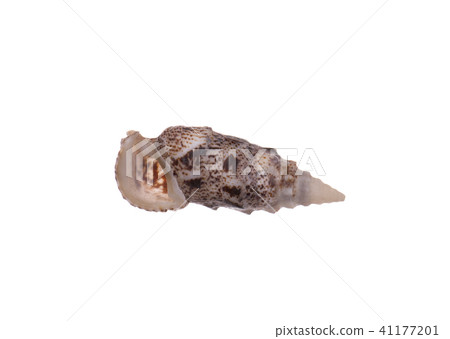 seashell isolated on white background 41177201