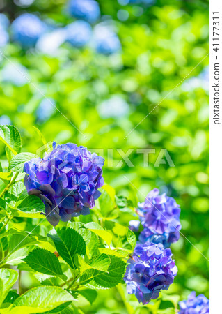 Hydrangea in Tokyo Toshimaen 41177311