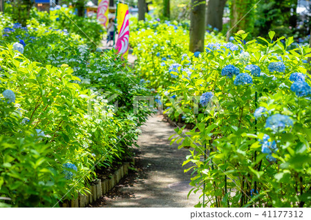 Hydrangea in Tokyo Toshimaen Hydrangea in Tokyo Toshimaen 41177312