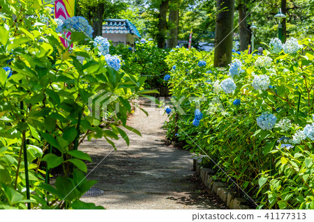 Hydrangea in Tokyo Toshimaen Hydrangea in Tokyo Toshimaen 41177313
