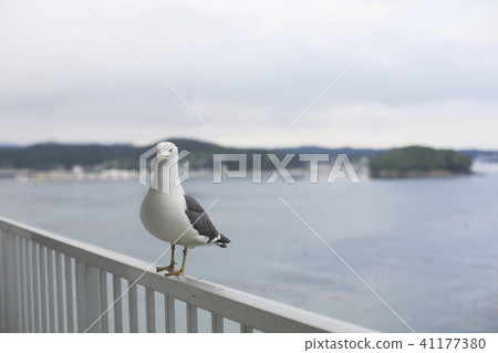 "Miyagi prefecture" Minami Sanriku Shizugawa bay 41177380