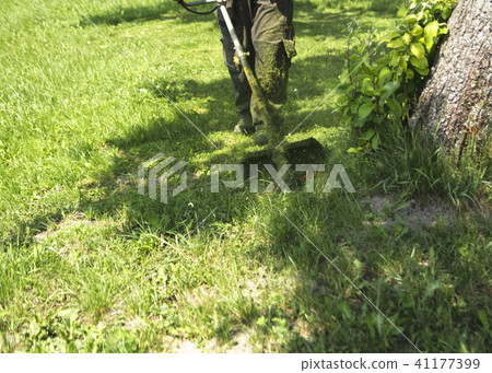 Trimer mows a lawn 41177399