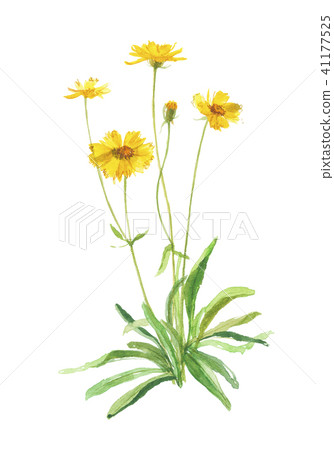 兔子鑿兔子金車kinguluma 41177525