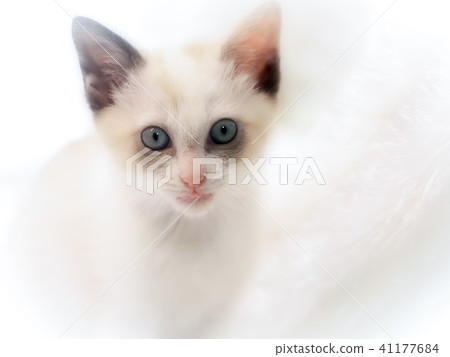 A kitten 41177684