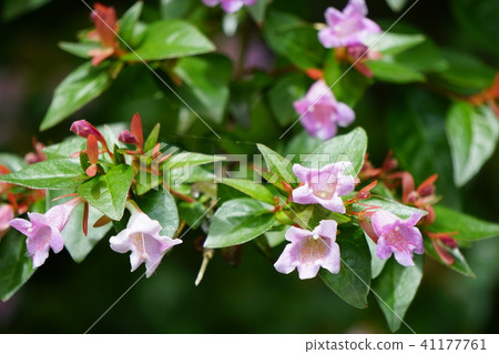 Momoiro Aberia 41177761