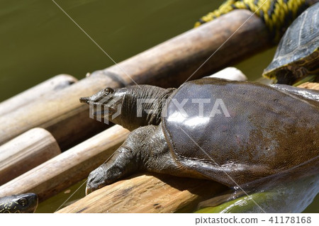 Floating on a bamboo grass Floating on a bamboo grass 41178168