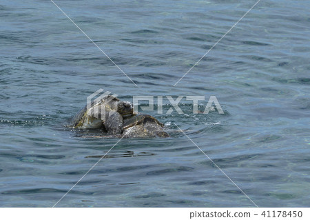 Mating sea turtle mating water surface photo Mating sea turtle mating water surface photo 41178450