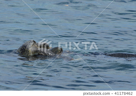 聯接的海龜聯接的水錶面照片 41178462