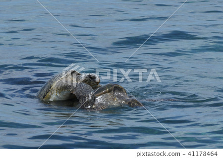 聯接的海龜聯接的水錶面照片 41178464