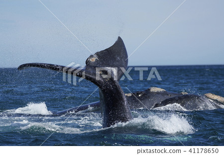 Southern blue whale Southern blue whale 41178650