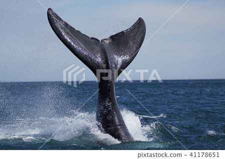 Southern blue whale Southern blue whale 41178651