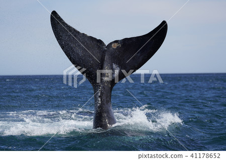 Southern blue whale Southern blue whale 41178652