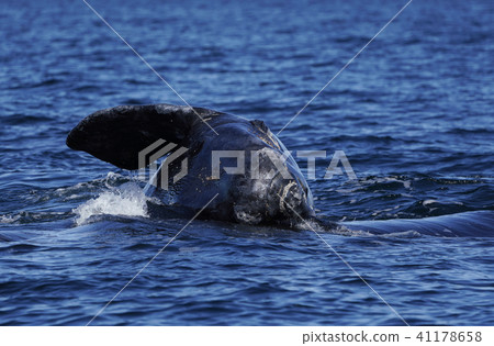 Southern blue whale 41178658