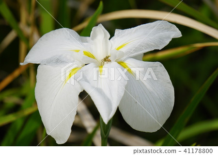 Hanagumo與虹膜 41178800