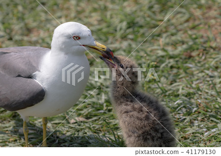 Parent and child of a female cat 41179130