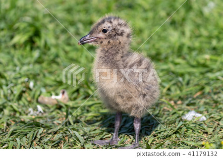 年輕的貓寶寶 41179132