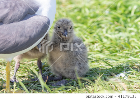 掩藏在父母的幼鳥 41179133