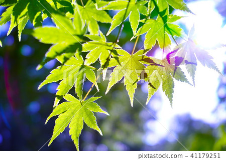 初夏Momige生態形象 41179251