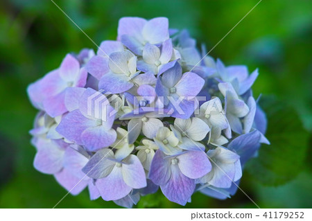 繡球 繡球 41179252