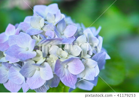 繡球 41179253