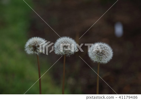  蒲公英 41179486