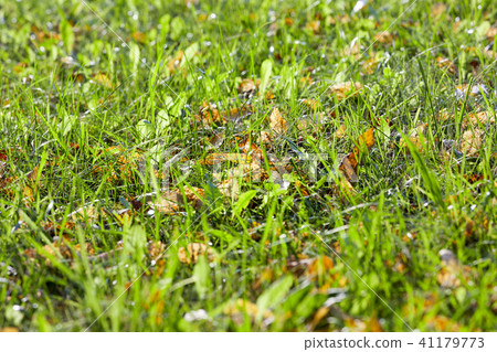autumn leaf autumn leaf 41179773
