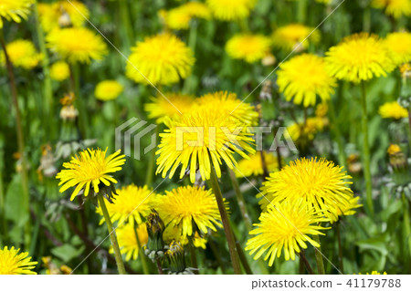 dandelion flower dandelion flower 41179788