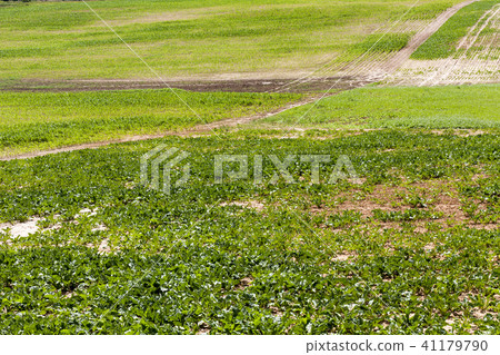 green field green field 41179790