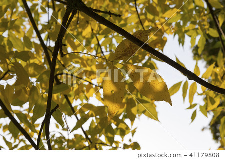 poplar autumn 41179808