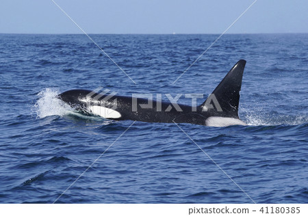 逆戟鯨 41180385