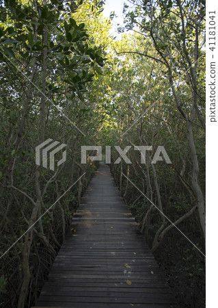 Wooden Bridge in Mangrove Forest at Laem Phak Bia Wooden Bridge in Mangrove Forest at Laem Phak Bia 41181041